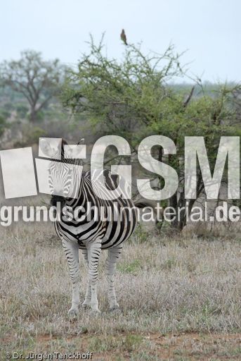 Zebra (6 von 28).jpg